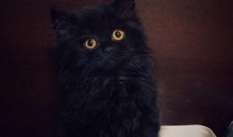 猫哥最新爆料,最新爆料背后的惊人真相