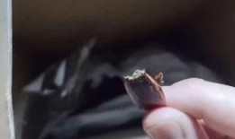 崽崽吃瓜视频在线播放免费,免费在线观看，揭秘娱乐圈幕后故事