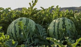 各种网红吃瓜网站在线,热门事件背后的真相与笑料